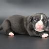 Pearl - XL American Bully - Female