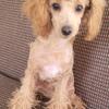 Toy poodle