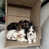 Yorkie terrier puppies 