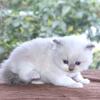 Six Genuine Ragdoll Kittens Family Raised Seal Blue Bicolor Colorpoint Mitted Purebred TICA