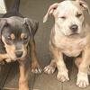 American bully puppies