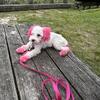 Toy poodle 