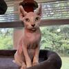 Sphynx babies