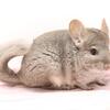 Almost 5 Month Old Hetero Beige Female Chinchilla (RPA carrier) -- super sweet! 