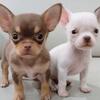 $200 Teacup Chihuahua Pups