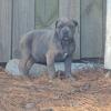 Cane corso puppies 