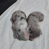 2 Merle Females Pitbull Terriers are now available