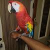 Scarlet Macaw and Greenwing Macaw
