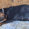 AKC EUROPEAN DOBERMAN PUPPIES