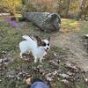 Young Male Papillon Available 