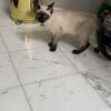 2 Male Siamese kittens pure breed 5 months old Seal and Blue points upto date with shots & trained