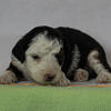 Mini Bernedoodle Mercedes Female