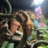 LW Male Crested Gecko 