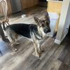 Male German Shepherd Born 8-24-2024 neutered 