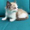 "COCOA" Male Seal Mink Bicolor Ragdoll - Cherubim TICA Registered