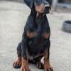 European Doberman finest must see 9 immediate champions on the pedigree 