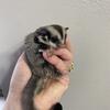 Male Sugar Glider Joey 66% plat/leu het 