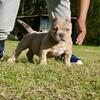 American Bully (Micro)