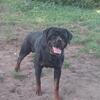BIG THICK BONES BLOCK HEAD ROTTWEILER STUD