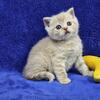 Male British Shorthair Kitten - (Banana)