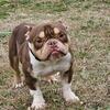 American Bully