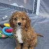 Adorable Male Cavapoo ready for his forever home