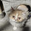 Persian kittens females! Adorable and loving 