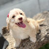 Maltipoo 