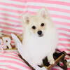 Pomeranian female puppy