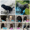 2 CKC Black Male Labs 