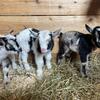 Nigerian dwarf goats 