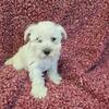 11 Week Old Schnoodle Puppy