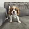 Cavalier King Charles Spaniel