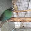 Conures for rehoming