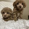 Toy Morkipoo pups