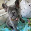 Two Female French Bulldog Puppies