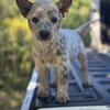 Blue and Red Heeler Puppies 