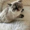 Seal Tortie  shorthair  Exotic  Persian Himalayan
