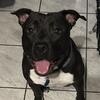 2 year old Staffordshire Pitbull