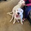 I have a litter of 7 healthy DoGo Argentino puppies and Im in Illinois