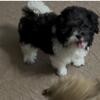 Shihpoo (Shihtzu / Poodle cross) puppy male