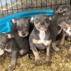 Puppies for sale