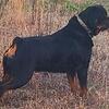 AKC CH. Blood Serbian Rottweiler STUD ONLY