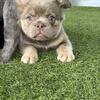 French bulldog 