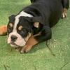 Sweet Olde English Bulldog For New Home