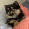 Pomeranian pups for rehoming