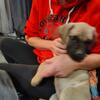 English Mastiff puppies born 10-11-25 looking for their forever home