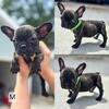 Frenchies!!!