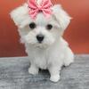 Maltese puppies for sale Brooklyn New York 718-306-4136