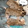 Tica registered Savannah kittens and breeding Pairs